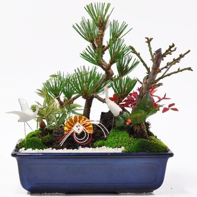松竹梅の寄せ植え ちょうど良い大きさの7号サイズ お正月飾り 松竹梅の寄せ植え ちょうど良い大きさの7号サイズ お正月飾り