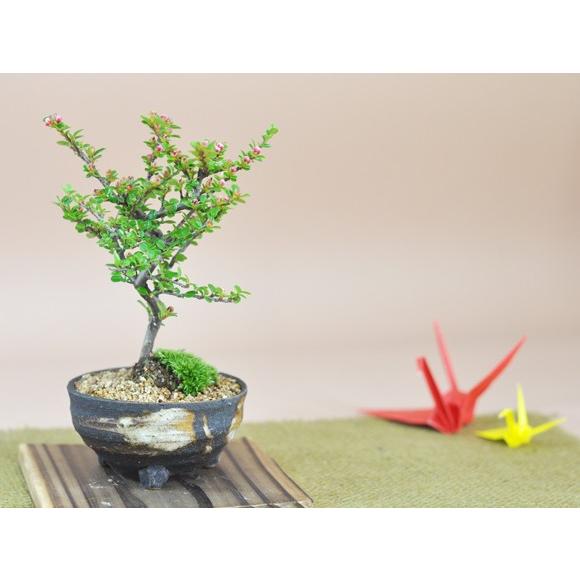紅紫檀(べにしたん) 小さくてかわいい実のなる盆栽 ベニシタンのミニ