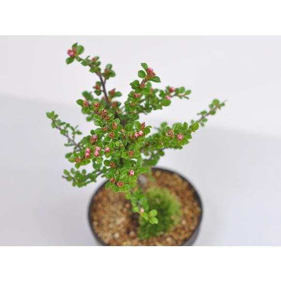 紅紫檀(べにしたん) 小さくてかわいい実のなる盆栽 ベニシタンのミニ