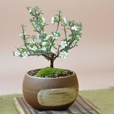 白紫檀(しろしたん)の盆栽 : 盆栽妙 ヤフー店 - 通販 - Yahoo!ショッピング