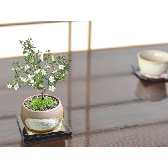 白紫檀(しろしたん)の盆栽 : 盆栽妙 ヤフー店 - 通販 - Yahoo!ショッピング
