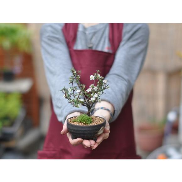 白紫檀(しろしたん)の盆栽 : 盆栽妙 ヤフー店 - 通販 - Yahoo!ショッピング