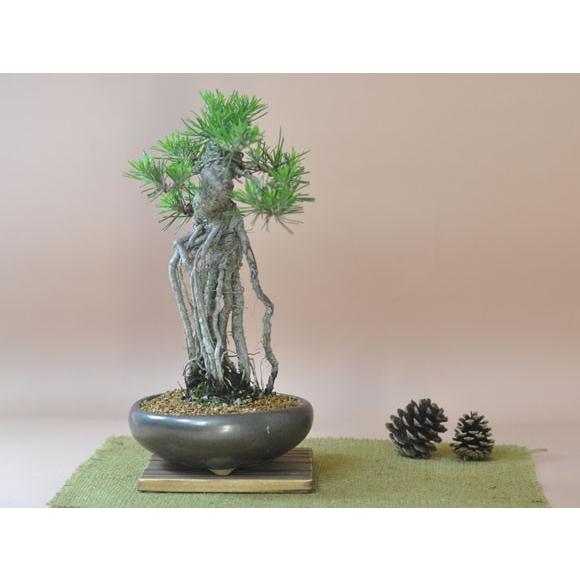 根上りの黒松盆栽 樹齢ウン百年のような趣を感じさせる盆栽