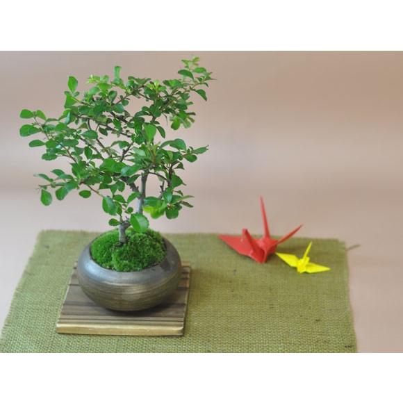 特選白花長寿梅 古木 ギフト 盆栽 開店 お祝い 退職 ラッピング 父の日