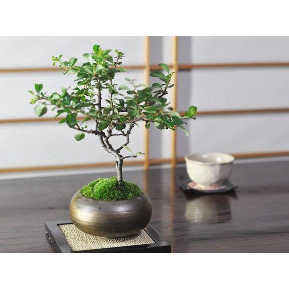 特選白花長寿梅 古木 ギフト 盆栽 開店 お祝い 退職 ラッピング 父の日