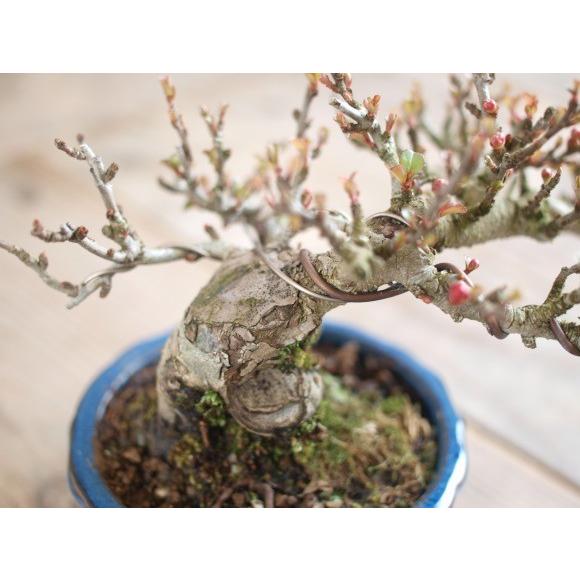 特選白花長寿梅 古木 ギフト 盆栽 開店 お祝い 退職 ラッピング 父の日