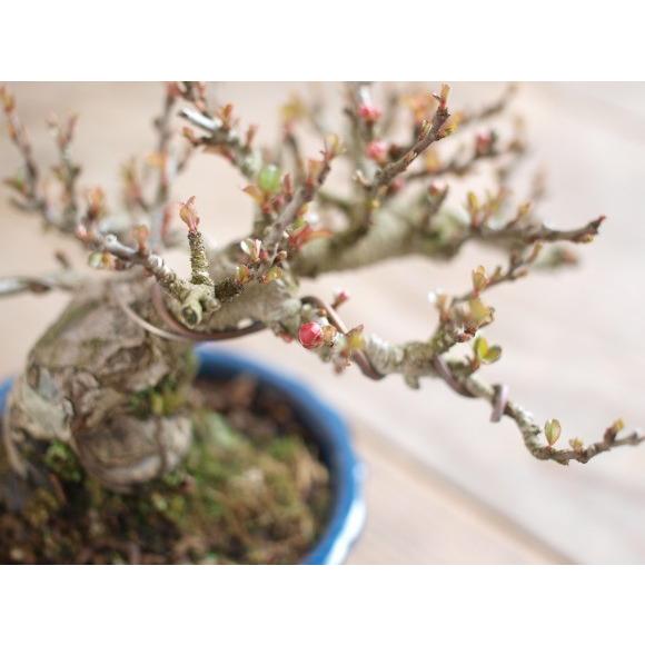 特選白花長寿梅 古木 ギフト 盆栽 開店 お祝い 退職 ラッピング 父の日