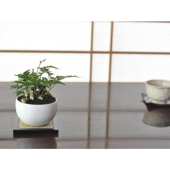 トキワシノブ トキワシノブのミニ盆栽 涼をとる真夏の草盆栽 ギフト