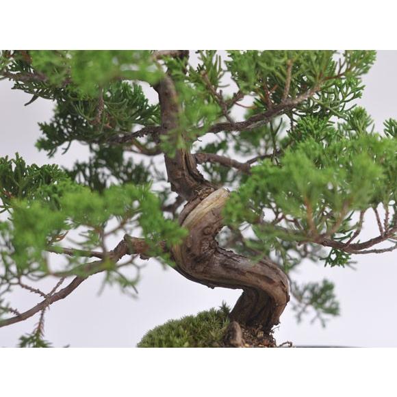 特選真柏の盆栽 ジンシャリが見事な特選真柏の盆栽 ギフト 盆栽