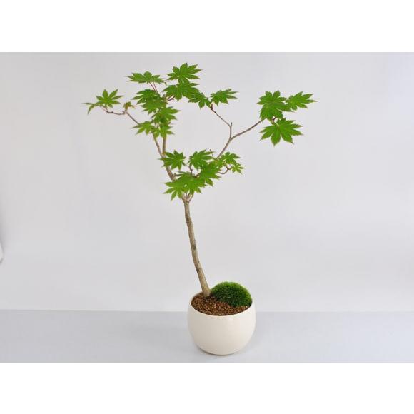 板屋名月(十二単衣) カエデの盆栽 : 盆栽妙 ヤフー店 - 通販 - Yahoo