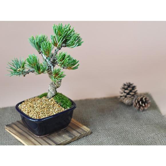 敬老の日プレゼント 二人仲良くいつまでも 夫婦盆栽 松と梅 送料無料