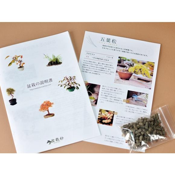 敬老の日プレゼント 二人仲良くいつまでも 夫婦盆栽 松と梅 送料無料