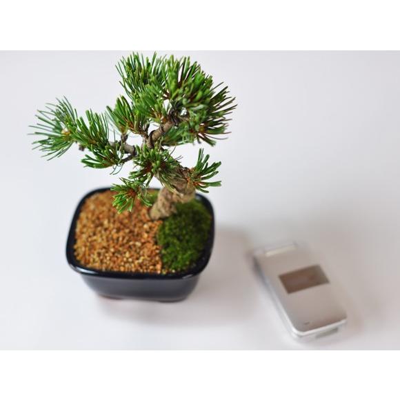 敬老の日プレゼント 二人仲良くいつまでも 夫婦盆栽 松と梅 送料無料