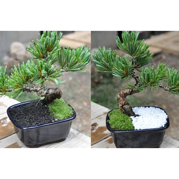 敬老の日プレゼント 二人仲良くいつまでも 夫婦盆栽 松と梅 送料無料