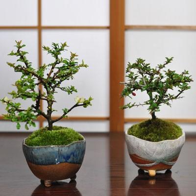長寿梅紅白セット 長寿梅紅白セット 赤と白の花を同時に楽しめる