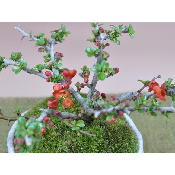 長寿梅紅白セット 長寿梅紅白セット 赤と白の花を同時に楽しめる