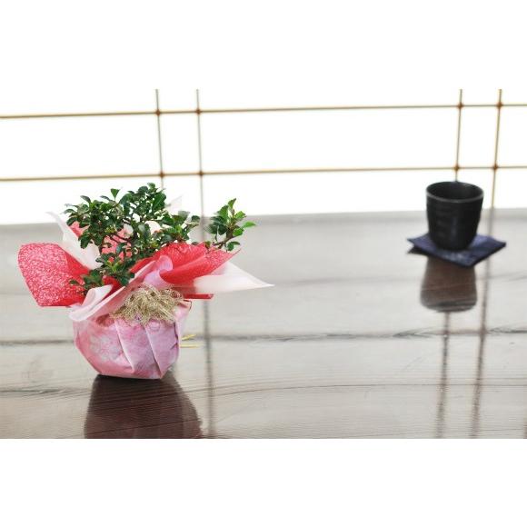 長寿梅紅白セット 長寿梅紅白セット 赤と白の花を同時に楽しめる ギフト 盆栽 開店 お祝い 退職 ラッピング 父の日 敬老の日 誕生日 a165 盆栽妙 ヤフー店 通販 Yahoo ショッピング