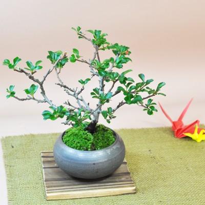 枝振りの良い特選長寿梅 盆栽 枝上品な四季咲きの花が美しいミニ盆栽