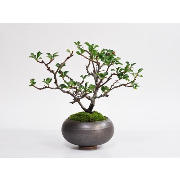 枝振りの良い特選長寿梅 盆栽 枝上品な四季咲きの花が美しいミニ盆栽