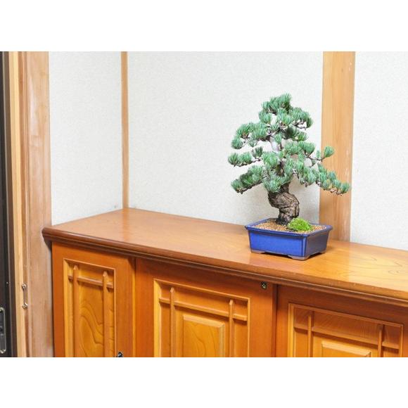 盆栽 極上 五葉松 存在感 圧倒 高級 一級品 ブランド 一流職人