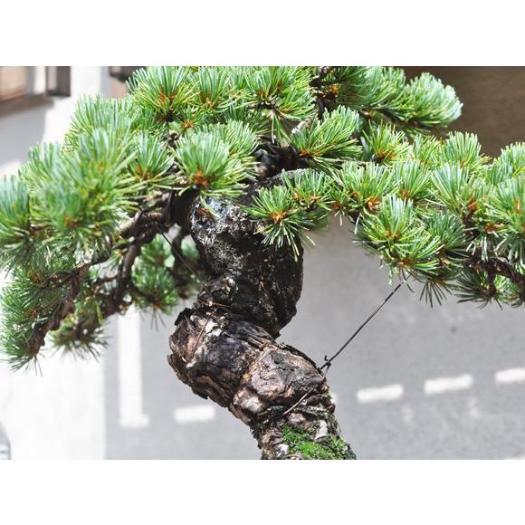 盆栽 極上 五葉松 存在感 圧倒 高級 一級品 ブランド 一流職人