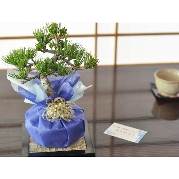 バレンタインデーに松の盆栽をプレゼント 五葉松 育て方冊子と肥料付き 送料無料 盆栽 ミニ盆栽 鉢植