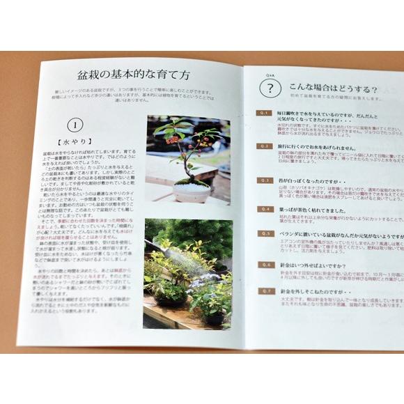 バレンタインデーに松の盆栽をプレゼント 五葉松 育て方冊子と肥料付き 送料無料 盆栽 ミニ盆栽 鉢植 a4 盆栽妙 ヤフー店 通販 Yahoo ショッピング