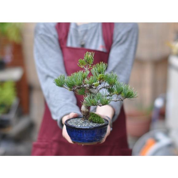 バレンタインデーに松の盆栽をプレゼント 五葉松 育て方冊子と肥料付き 送料無料 盆栽 ミニ盆栽 鉢植 a4 盆栽妙 ヤフー店 通販 Yahoo ショッピング