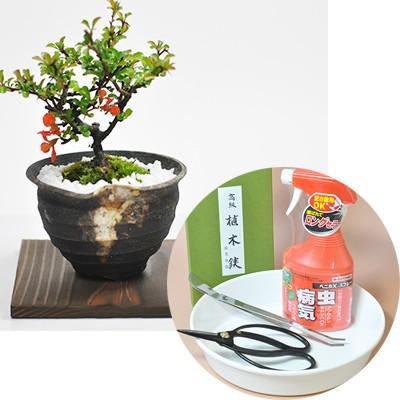 敬老の日プレゼント 盆栽 はじめて道具セットとミニ長寿梅　つぼ鉢 焼杉敷板付き  4点道具セット付  送料無料