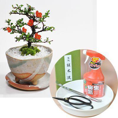 長寿梅の盆栽とはじめての道具セット 受け皿付き 盆栽 ミニ盆栽 鉢植｜bonsaimyo