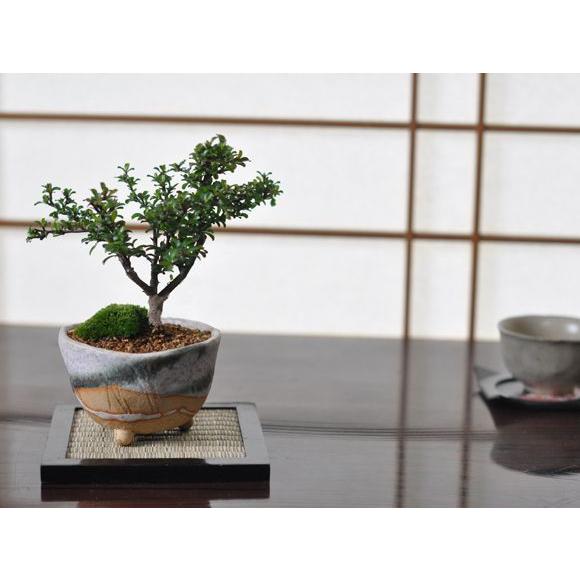 長方鉢 盆栽鉢 植木鉢 小品盆栽鉢 大品盆栽鉢 長寿梅の盆栽とはじめての道具セット 受け皿付き 盆栽 ミニ盆栽 鉢植