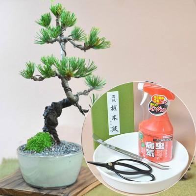 ミニ五葉松の盆栽と本格道具4点セット 初心者OK はじめての盆栽