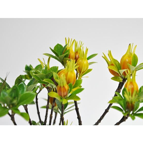 クチナシ ミニ盆栽FIRE. クチナシ ミニ盆栽FIRE. クチナシ ミニ盆栽FIRE. 実成クチナシ