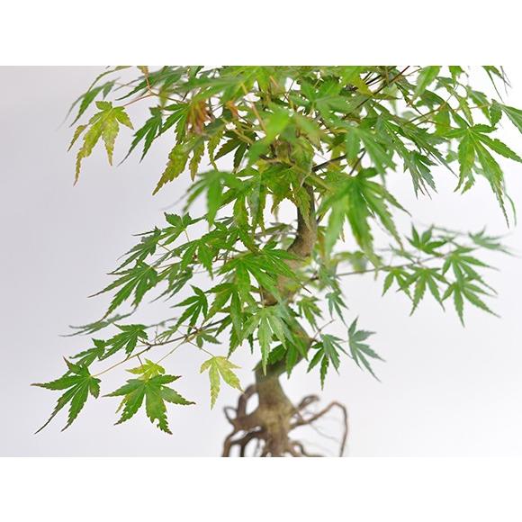 No.42 もみじ根上がり No.42 もみじ根上がり