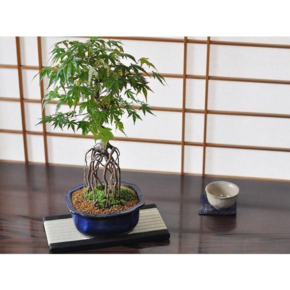 根上がりの山もみじ 盆栽 大品 大きい 立派 和 迫力 見栄え