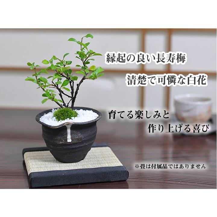 盆栽 ミニ盆栽 長寿梅 白花-1 盆栽 長寿梅 白花 白長寿梅 亀付き 白長寿梅の盆栽 信楽茶鉢 花