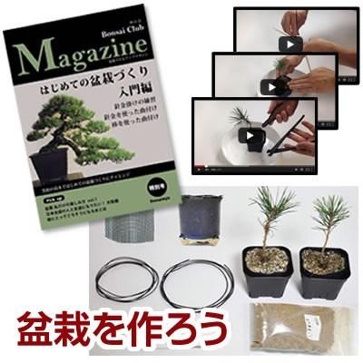 自由研究 盆栽を作るキット 入門編　黒松 盆栽を趣味にしたい人 盆栽を作る 入門編　くねくね黒松を作ろう 手作り 自由研究 小学生