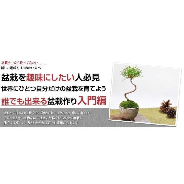 自由研究 盆栽を作るキット 入門編 黒松 盆栽を趣味にしたい人 盆栽を作る 入門編 くねくね黒松を作ろう 手作り 自由研究 小学生 a514 盆栽妙 ヤフー店 通販 Yahoo ショッピング