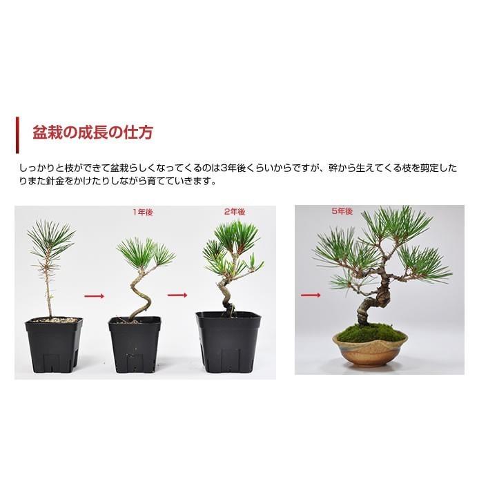 自由研究 盆栽を作るキット 入門編 黒松 盆栽を趣味にしたい人 盆栽を作る 入門編 くねくね黒松を作ろう 手作り 自由研究 小学生 a514 盆栽妙 ヤフー店 通販 Yahoo ショッピング