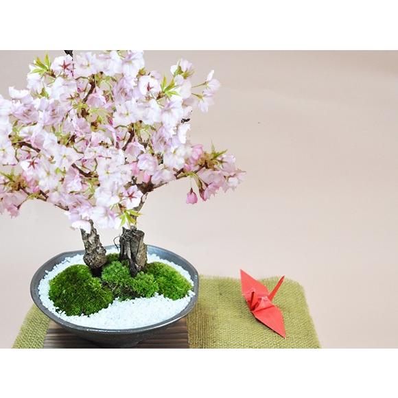 桜のミニ盆栽 満開桜2本立ち さかずきの器 鉢植え 旭山桜