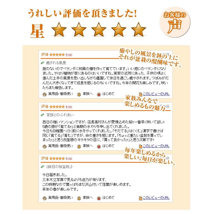 盆栽 桜 さくら並木の情景盆栽 桜盆栽 情景盆栽 桜並木 3本立ち 育て方冊子と肥料 1才桜 旭山桜 鉢植え お祝い ギフト 盆栽 開店 祝い 退職 a338 盆栽妙 ヤフー店 通販 Yahoo ショッピング