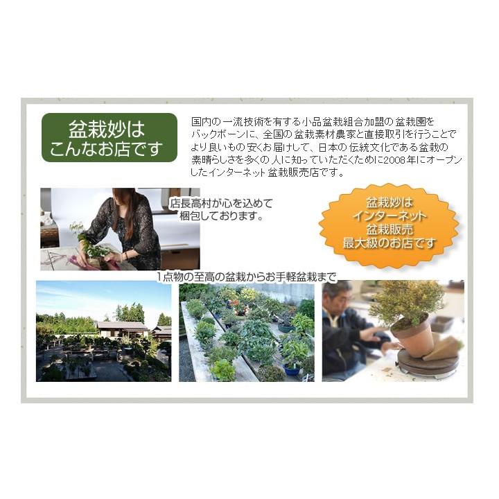 盆栽 桜 さくら並木の情景盆栽 桜盆栽 情景盆栽 桜並木 3本立ち 育て方冊子と肥料 1才桜 旭山桜 鉢植え お祝い ギフト 盆栽 開店 祝い 退職 a338 盆栽妙 ヤフー店 通販 Yahoo ショッピング