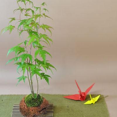 山もみじ寄せ植え石付き 四季折々の変化を楽しめる : 盆栽妙 ヤフー店 -