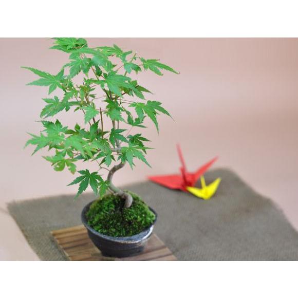 曲がりもみじの盆栽 盆栽 ミニ盆栽 鉢植 : 盆栽妙 ヤフー店