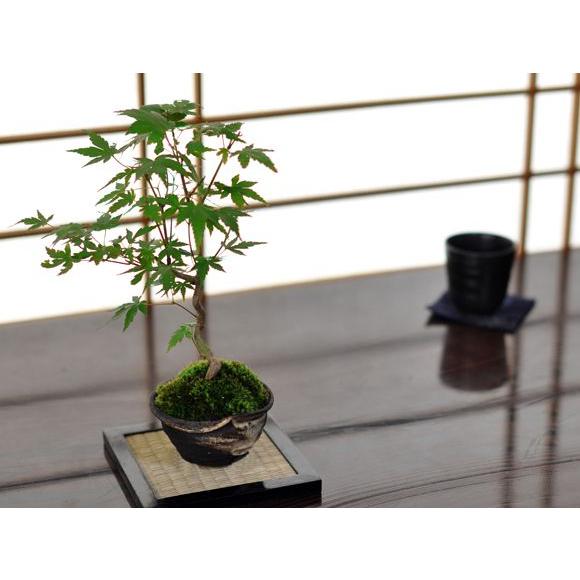曲がりもみじの盆栽 盆栽 ミニ盆栽 鉢植 : 盆栽妙 ヤフー店