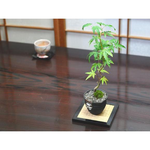 小型曲がり幹盆栽 曲がりもみじの盆栽を販売｜盆栽妙 – 盆栽妙 本店