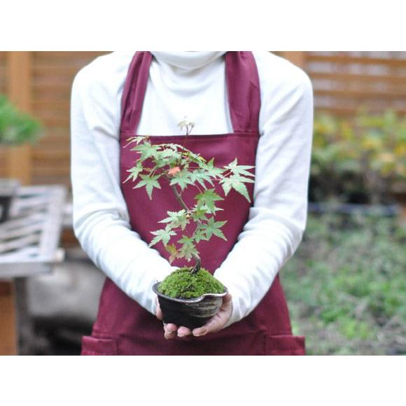 曲がりもみじの盆栽 盆栽 ミニ盆栽 鉢植 : 盆栽妙 ヤフー店 - 通販