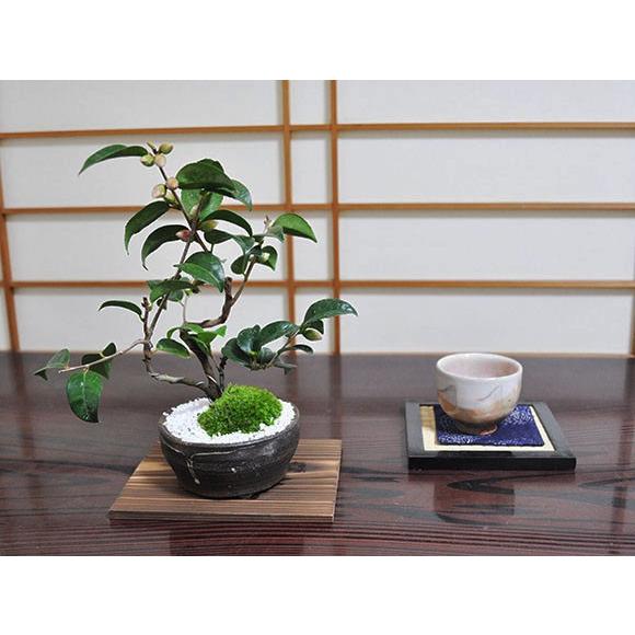 椿の盆栽 盆栽 ミニ盆栽 鉢植 : 盆栽妙 ヤフー店 - 通販 - Yahoo