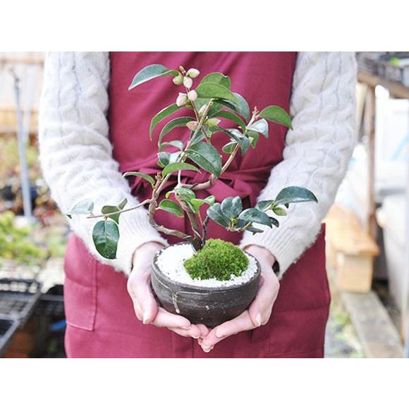 椿の盆栽 盆栽 ミニ盆栽 鉢植 : 盆栽妙 ヤフー店 - 通販 - Yahoo