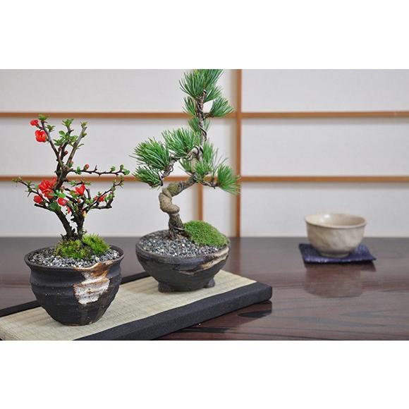 盆栽 花と松のペアセット ミニ長寿梅と五葉松の盆栽 送料無料